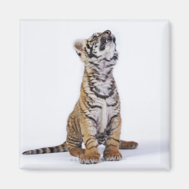 Imán Cautiva, Sudáfrica (Frente)