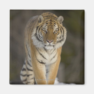 Imán Cautivo, Duluth, Minnesota, los E.E.U.U.