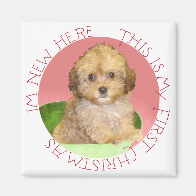 Imán Cavachon cachorro primera Navidad (Frente)