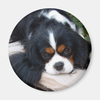 Imán Cavalier King Charles