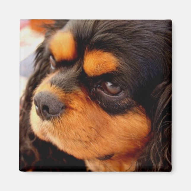Imán Cavalier King Charles Spaniel (Frente)