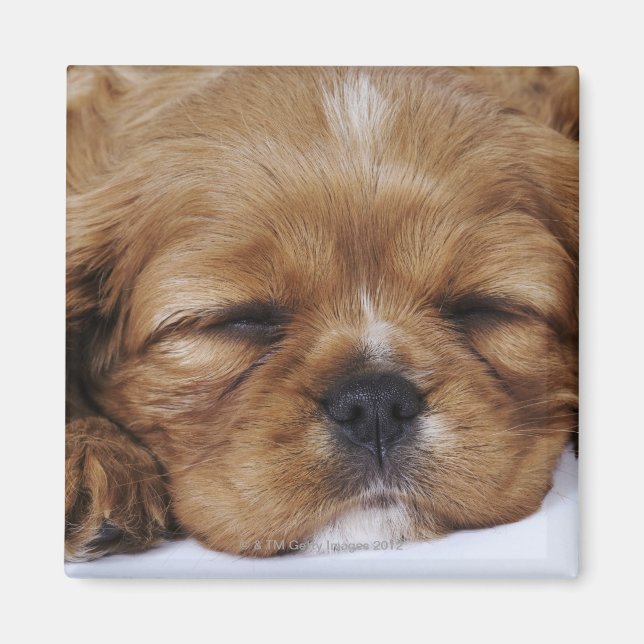Imán Cavalier King Charles Spaniel cachorro durmiendo (Frente)