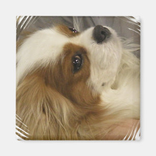 Imán Cavalier King Charles Spaniel Magnet