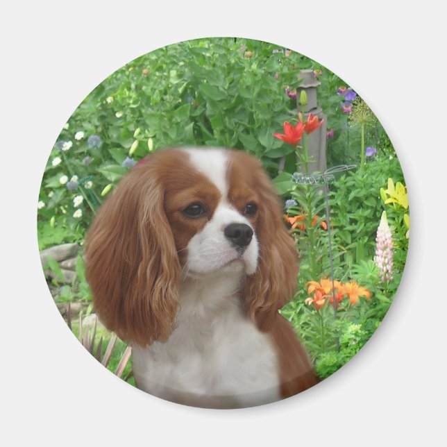 Imán Cavalier King Charles Spaniel Magnet (Frente)