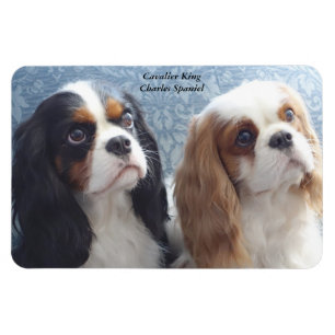 Imán Cavalier King Charles Spaniel Magnet Flexible