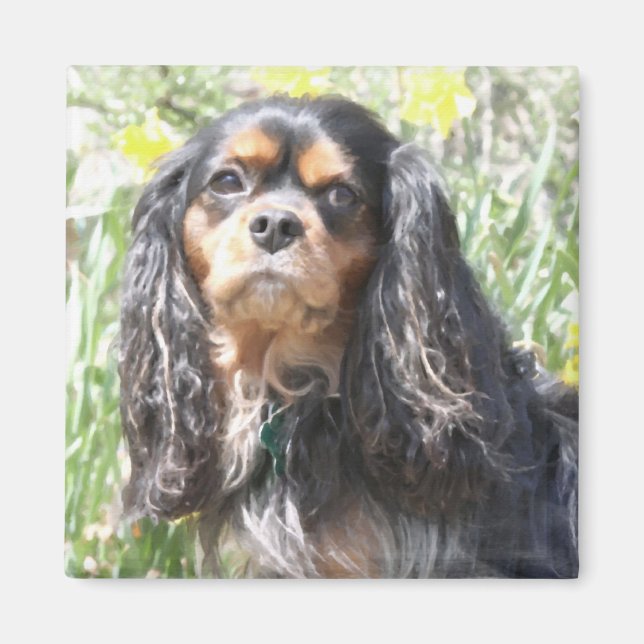 Imán Cavalier King Charles Spaniel pintado (Frente)