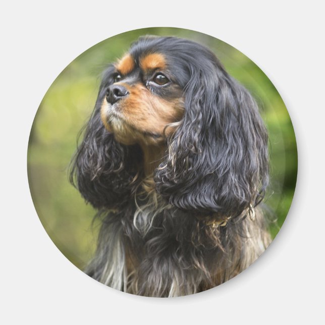 Imán Cavalier King Charles Spaniel Real (Frente)