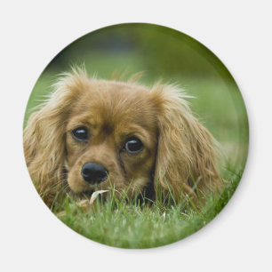 Imán Cavalier King Charles Spaniel Ruby