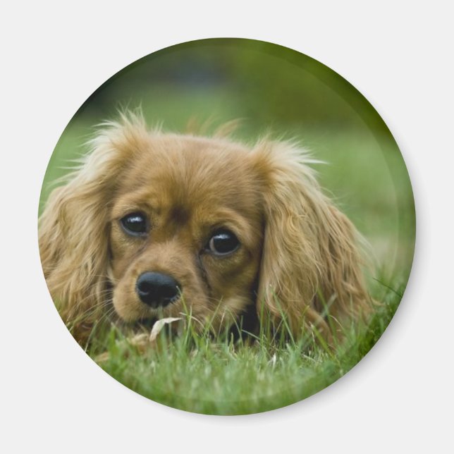 Imán Cavalier King Charles Spaniel Ruby (Frente)