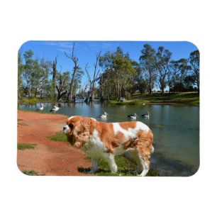 Imán Cavalier Spaniel Y Pelicans,