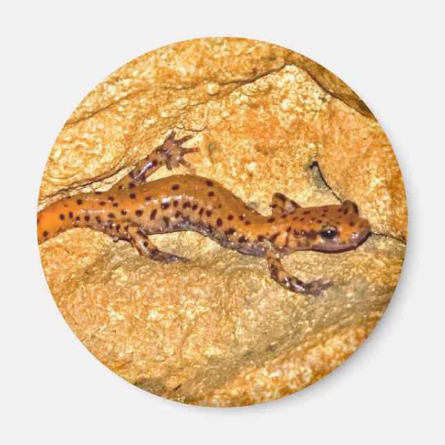 Imán Cave Salamander (Frente)