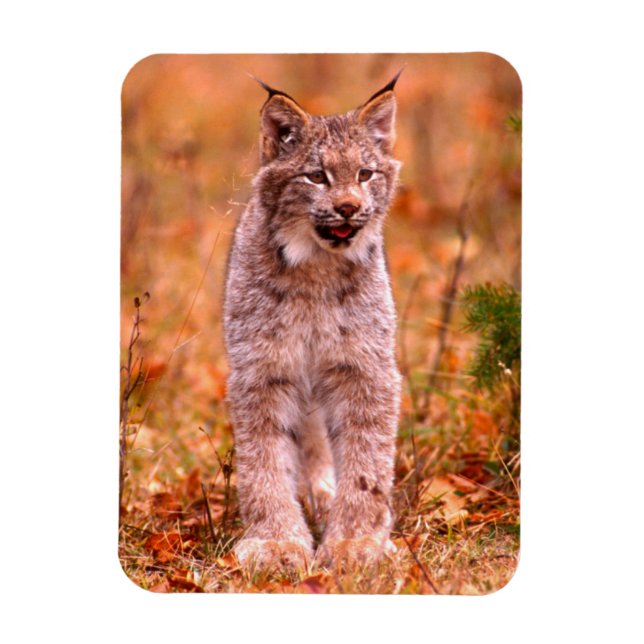 Imán Caza Bobcat | Bosque otoñal (Vertical)