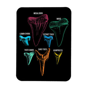 Imán Caza de dientes de tiburón - Regalos locos de tibu