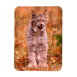 Imán Caza de Linces   Bosque de Otoño