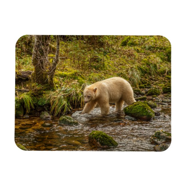Imán Caza de osos de espíritus blancos para peces en ar (Horizontal)