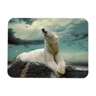 Imán Cazador de oso polar blanco sobre roca