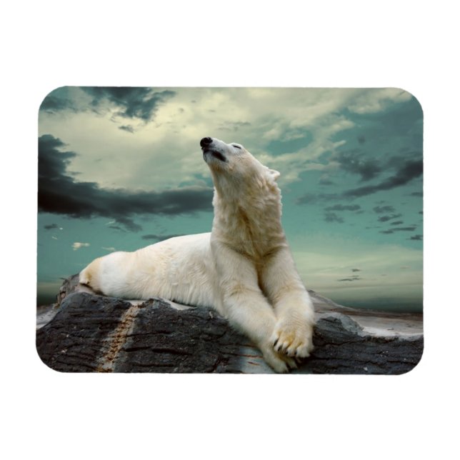 Imán Cazador de oso polar blanco sobre roca (Horizontal)