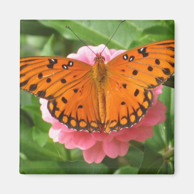 Imán CC- Magnet de mariposa (Frente)