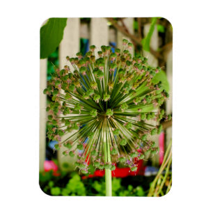 Imán Cebolla Ornamental