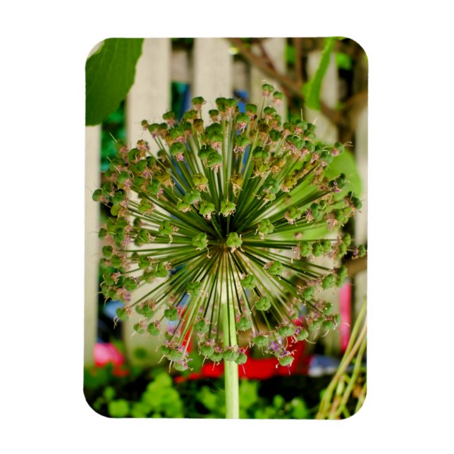 Imán Cebolla Ornamental (Vertical)