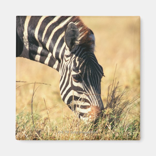 Imán Cebra 2 de Burchell (Frente)