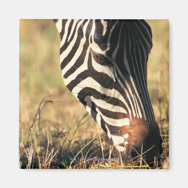 Imán Cebra de Burchell (Frente)