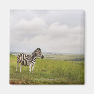Imán Cebra en el campo, Suráfrica