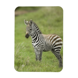 Imán Cebra joven en el llano de Serengeti