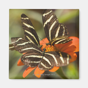 Imán Cebra Longwing (charitonia del heliconius) en la