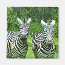 Cebra Zen: La Belleza de la Vida Silvestre en Movi