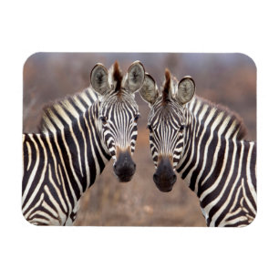 Imán Cebras comunes, Parque Nacional Kruger