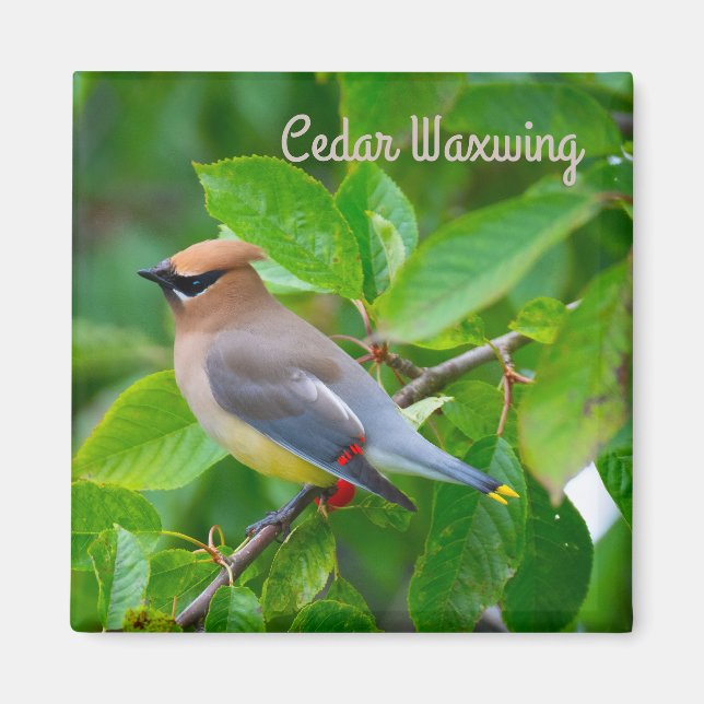 Imán Cedar Waxwing (Frente)
