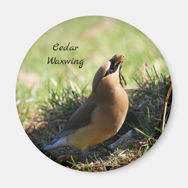 Imán Cedar Waxwing (Frente)