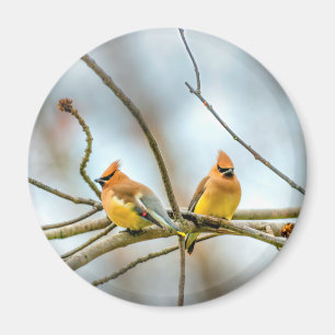 Imán Cedar Waxwing - Fotografía original