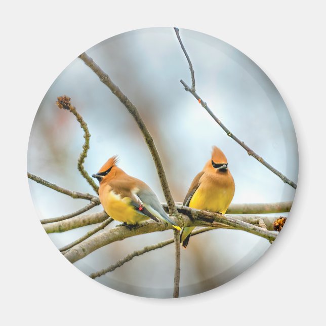 Imán Cedar Waxwing - Fotografía original (Frente)