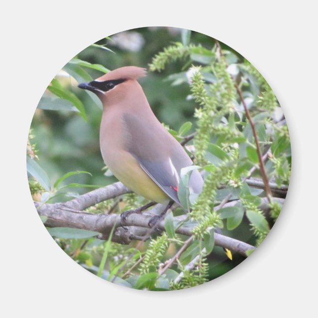 Imán Cedar Waxwing Magnet (Frente)