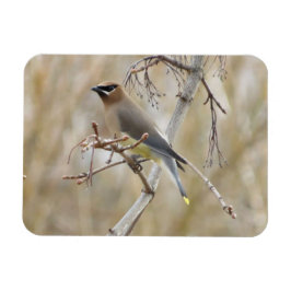 Imán Cedar Waxwing Magnet
