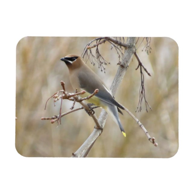 Imán Cedar Waxwing Magnet (Horizontal)
