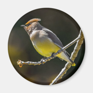 Imán Cedar Waxwing Songbird Foto original de ave silves