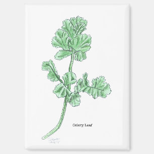 Imán Celery Leaf