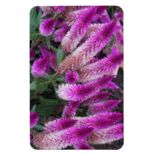 Imán Celosia púrpura