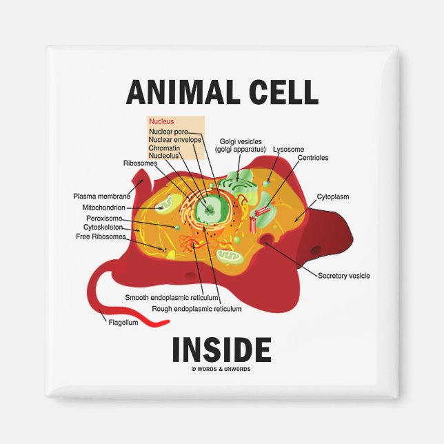 Imán Célula animal interior (biología celular Eukaryote (Frente)