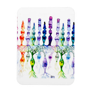 Imán Células de cono células de vástago y neuronas bipo