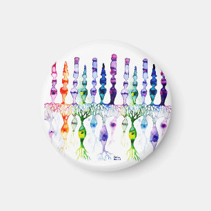 Imán Células de cono células de vástago y neuronas bipo