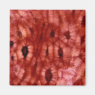 Imán Células de Sclerenchyma de un hoyo de la cereza