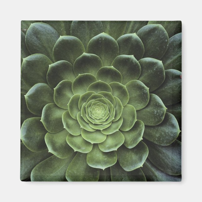 Imán Centro de Cactus (Frente)