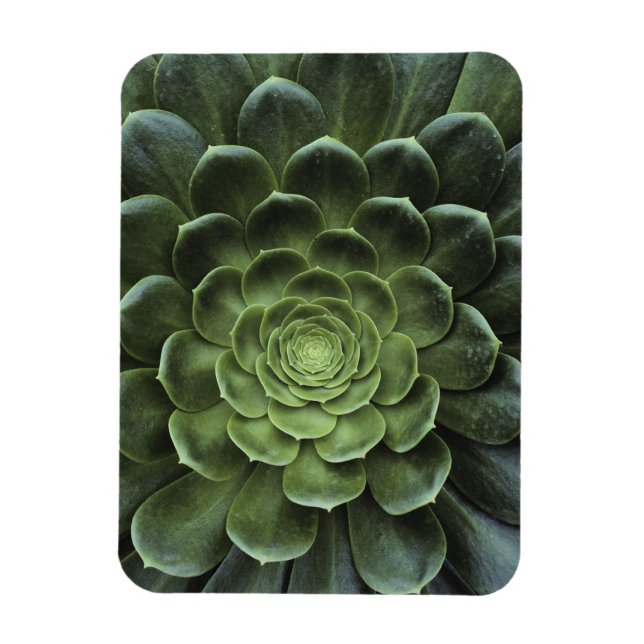 Imán Centro de Cactus (Vertical)