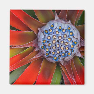 Imán Centro de una agave floreciendo - San Francisco