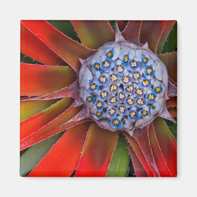 Imán Centro de una agave floreciendo - San Francisco (Frente)