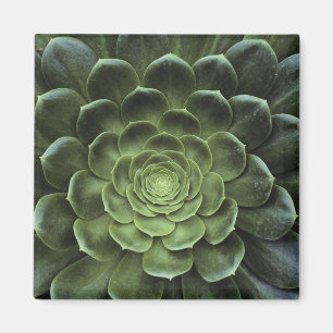 Imán Centro del cactus